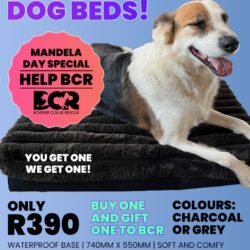 BUY A DOG BED AND WE GET ONE FREE! BUY A DOG BED AND WE GET ONE FREE!