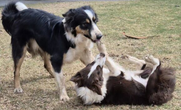 ROCKY AND BELLA