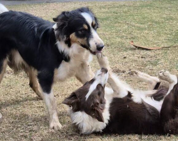 ROCKY AND BELLA