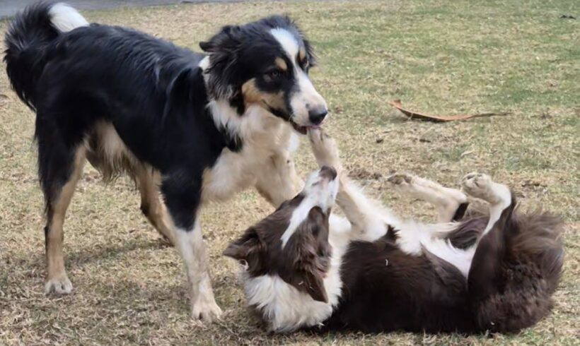ROCKY AND BELLA