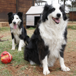 REX AND CASSIE